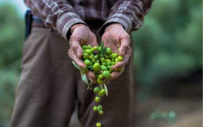 ¿Qué es el envero de la aceituna?