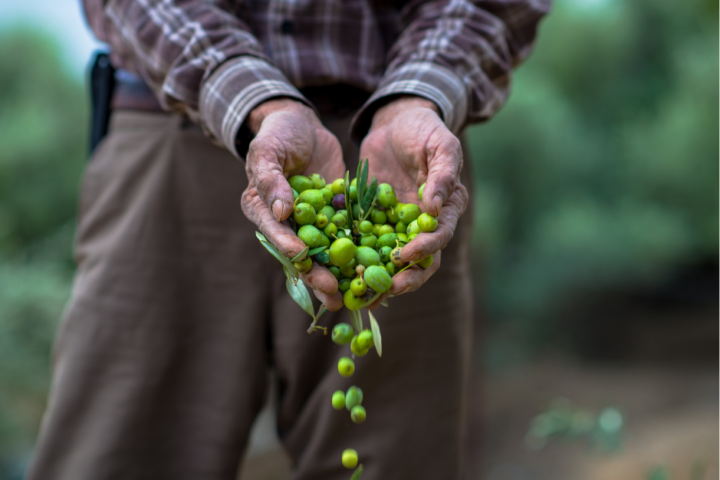 que es el enevero de la aceituna aove cosecha temprana Baluarte Baños de la Encina