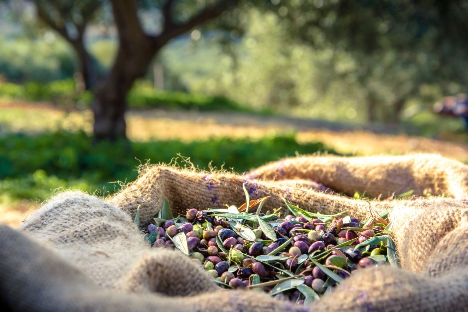 Valor nutricional del aceite de oliva virgen extra baluarte aove de baños de la encina